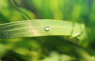 Water drops on the green grass  in the early morning. Macro concept.
