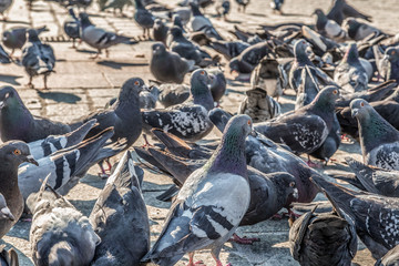Pigeons on the Krakow main square
