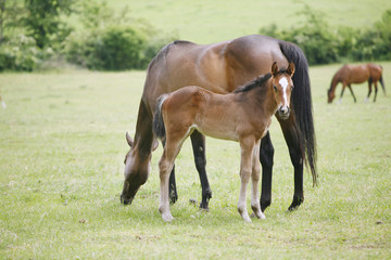 Naklejka na ściany i meble Photo of beautiful mare and foal on rural animal farm spring time