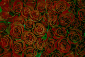 Bouquets of red roses backlit by green neon light in a rave style