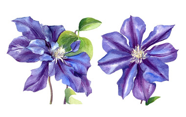 Clematis drawn in watercolour. Clematis flowers isolated on a white background.
