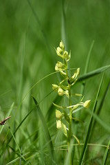 Wildpflanzen und Garten