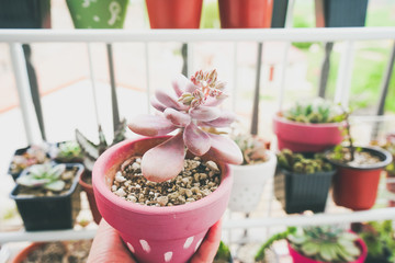 Little garden of mixed succulent plants