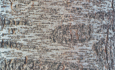 abstract  wooden texture  background resource