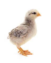 Small white chicken.