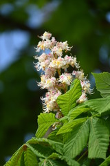 Einheimische Pflanzenwelt in Deutschland und Europa