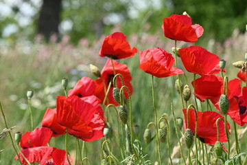 Obraz premium Einheimische Pflanzenwelt in Deutschland und Europa