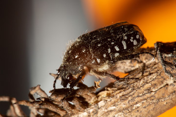 Oxythyrea funesta