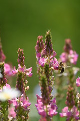 Einheimische Pflanzenwelt in Deutschland und Europa