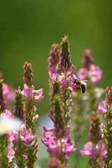 Einheimische Pflanzenwelt in Deutschland und Europa