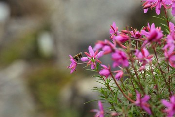 Honigbiene fliegt rosa Blüten im Steingarten an