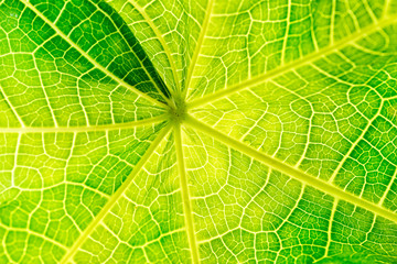 Naklejka na ściany i meble Green leaf background, macro, selective focus