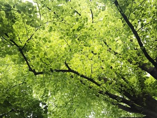 Fresh leaves