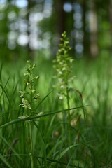 Einheimische Pflanzenwelt in Deutschland und Europa 2