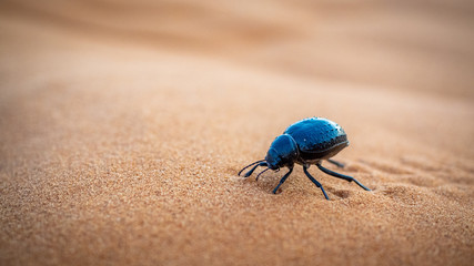 Dung Beetle crawling the dunes in Erg Chebbi - Powered by Adobe