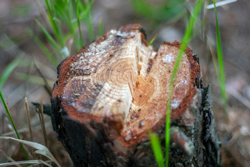 Pine stump closeup, top view. From the freshly sawn tree there was only a stump in the forest. Green grass grows around a stump.

