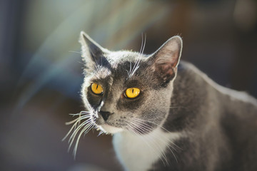 Gray beautiful domestic cat, illuminated by the sun rays that create glare, looks from under his brows.