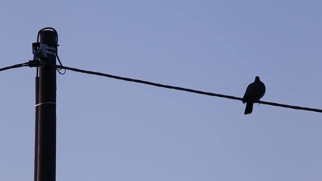 Silhouette of an African collared dove (Streptopelia Roseogrisea) perched on an electric wire with a pole nearby and blue sky in the background