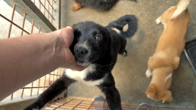Close-up of male hand petting caged stray dog in pet shelter. People, Animals, Volunteering And Helping Concept.