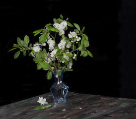 twigs of a blossoming apple tree in a blue glass vase on a rustic wooden table on a black background