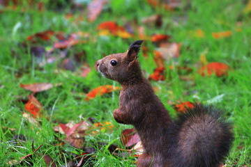 Naklejka na ściany i meble Cute squirrel In Hokkaido,Japan