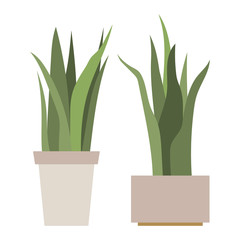 Sansevieria. House plant in flower pot. Home gardening. Hand drawn vector illustration in flat cartoon style. Perfect for poster, sticker, print, card