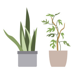 Rhaphidophora, Sansevieria. House plant in flower pot. Home gardening. Hand drawn vector illustration in flat cartoon style. Perfect for poster, sticker, print, card