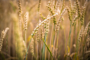 Ripe barley (lat. Hordeum)