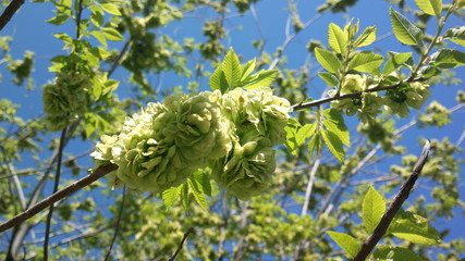 green leaves on a branch