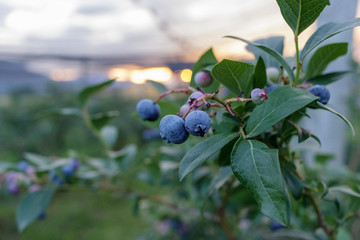 Blueberries on a branch with a sunset in the background