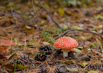 
red fly agaric in the autumn forest