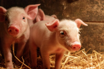 Close up of little pigs with moody light