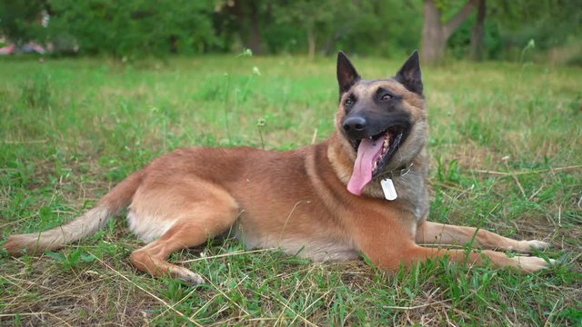 Belgian Malinois Lies In The Park On The Grass. A Large Dog Is Resting On The Ground After Training. Dog Training Concept Video