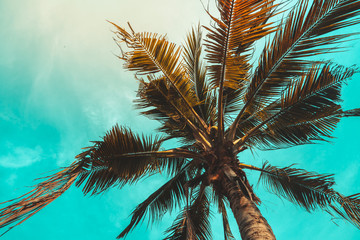 Fototapeta na wymiar tropical coast, vintage toned and stylized, coconut tree,summer tree ,retro