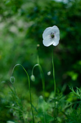 white meadow poppy flowers, copy space. Selective focus