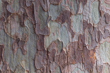 Texture of Sycamore Tree (Platanus, Plane-tree) bark. Close-up of natural camouflage tree background for design.