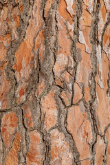 Texture pine tree bark, detailed shot. Natural pine tree bark abstract background