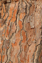 Texture pine tree bark, detailed shot. Natural pine tree bark abstract background
