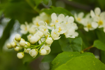 white cherry flowers in the spring garden
