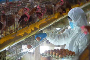 employee egg farm moving eggs to the packing house Men, personal protective clothing, disease...