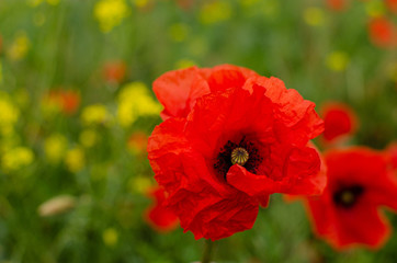 Red meadow poppy flowers, copy space. Selective focus