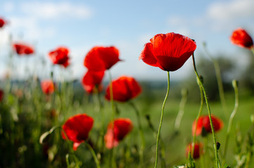 Red meadow poppy flowers, copy space. Selective focus