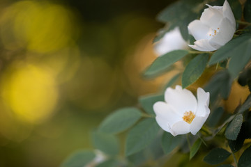 Fototapeta premium White rosehip flowers with leaves on a blurry green background. Rosa canina bokeh. Spring background.