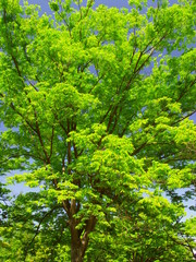 公園の新緑の欅と青空