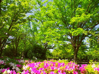 Naklejka premium 新緑の欅と躑躅咲く公園風景