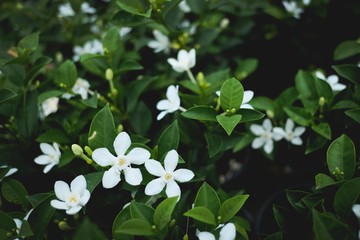 white flowers in the garden