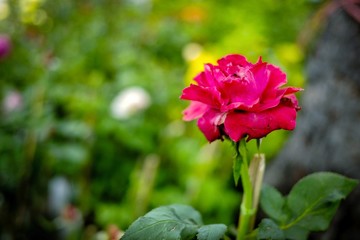 red rose  flower