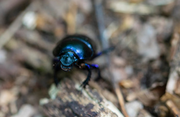 insecte