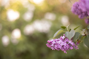 Spring lilac flowers on green background. Selective focus