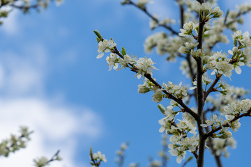 A branch of blooming cherry in the garden